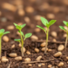 Peanut Seedlings Deploy Phenylpropanoid Pathway to Fight Selenium Overload