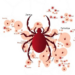 Zambia’s Tick Map Reveals a Shifting Landscape of Disease Vectors