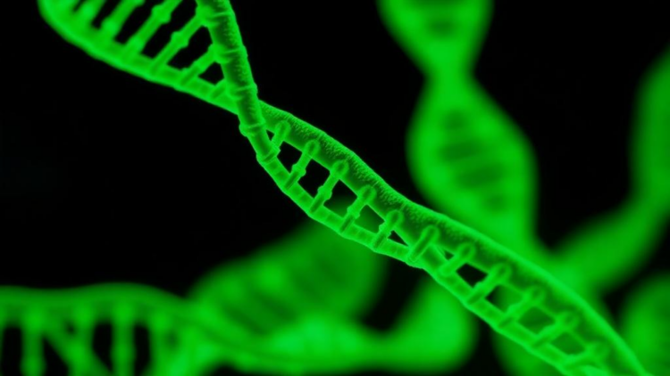 AI Trained on Fake Images Learns to Spot Real DNA Damage from Radiation