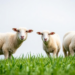 Space-Mutated Grass Feeds Sheep and Makes Their Meat Taste Better, Study Finds