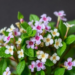 Stress Hormone Trick Triples Memory-Boosting Compounds in Bacopa monnieri After Harvest
