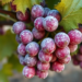 AI Models Learn to Spot Grapevine Powdery Mildew Before Humans Do
