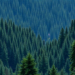 Himalayan Conifers Outstore Broadleaved Forests in Carbon Along Elevation Gradients