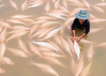 Stirling-led £2.4M project targets antibiotic resistance in Vietnam’s catfish farms