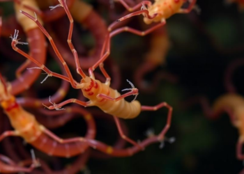 Deep-Sea Worms Thrived While Crustaceans Collapsed After the Deepwater Horizon Spill
