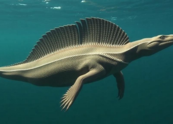 Ancient sea reptiles: tail shape reveals which mosasaurs ambushed and which chased