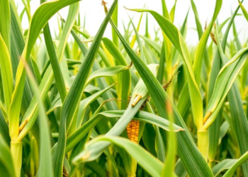 New Maize Hybrids Beat Fall Armyworm and Outyield Top Commercial Checks in Nigeria