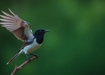 Cuckoo Search Algorithm Tames Memory-Hungry Data Stream Mining