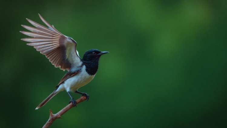 Cuckoo Search Algorithm Tames Memory-Hungry Data Stream Mining
