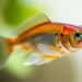 Herbal Tea Extract Shows Promise Against Diabetic Eye Disease in Zebrafish Study