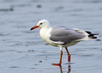 Banned Decades Ago, DDT and PCBs Still Lurk in Baltic Gull Eggs