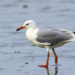Banned Decades Ago, DDT and PCBs Still Lurk in Baltic Gull Eggs