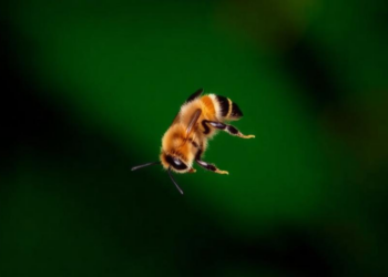 Genomes Show Fiji’s Tiny Canopy Bees Have Lost 99% of Their Population