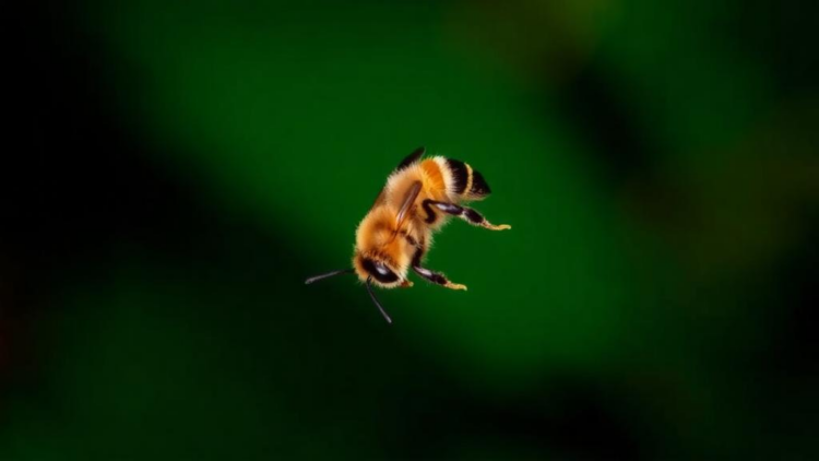 Genomes Show Fiji’s Tiny Canopy Bees Have Lost 99% of Their Population