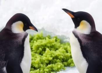 Penguin Guano Fuels Green Snow Algae That Accelerate Antarctic Melting