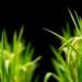 Tiny Signaling Peptides: Rice DEVIL Genes Reveal Hidden Breeding Potential