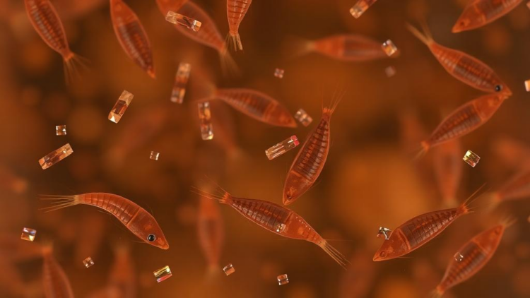 Liver Fluke Infections Strike Nearly a Third of Patients in Hengzhou, China