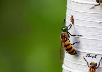 Thirty-Eight Years of Data Reveal Industrial Pollution Barely Touches Birch-Feeding Insects