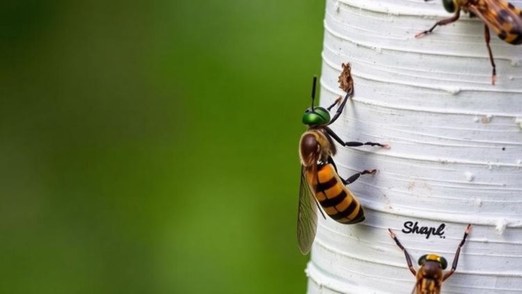 Thirty-Eight Years of Data Reveal Industrial Pollution Barely Touches Birch-Feeding Insects