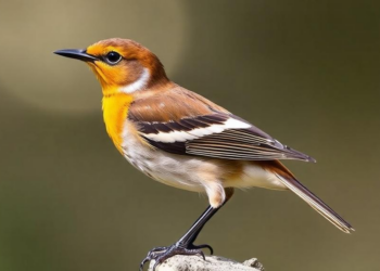 Scientists Turn Ordinary Bird Photos Into Precise Body Measurements