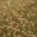 Metagenomic Sequencing Reveals a Hidden World of Bacteriophages in the Ganga River