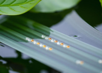 Leaf-Powered Magnetic Nanocomposite Strips Toxic Dye from Wastewater