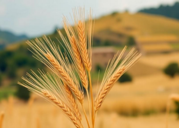 Warming Highlands, Shrinking Seasons: Climate Shifts Squeeze Ethiopia’s Bread Wheat Harvests