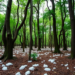 Hidden Salt in the Soil Shapes Which Trees Can Live Together in Subtropical Forests