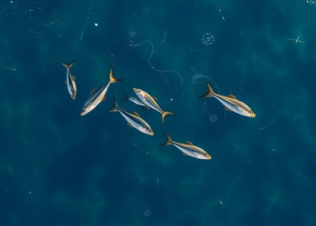 Ocean Fronts Off India’s West Coast Reveal a Powerful New Key to Predicting Fish Harvests