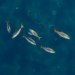Ocean Fronts Off India’s West Coast Reveal a Powerful New Key to Predicting Fish Harvests