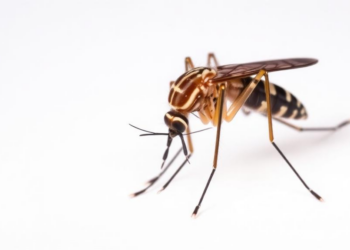 Jamaican Mosquitoes Show Widespread Resistance to Common Insecticides, Study Finds