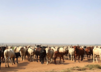 Ethiopia’s Giant Livestock Herds Face a Veterinary System in Crisis