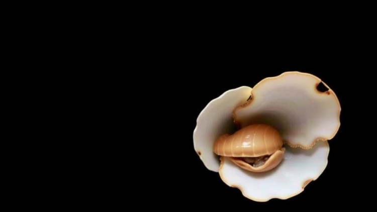 From Seafood Waste to Supercapacitors: Clam Shells Yield a Dual-Use Material That Cleans Water and Stores Energy