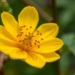 Flower-Dwelling Bacteria Turn Andean Tuber Sugar Into a Diabetes-Friendly Sweetener