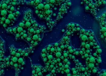 Tiny Ocean Algae Reveal How Monsoon Rains Weakened the Indian Ocean’s Carbon Pump During the Last Ice Age