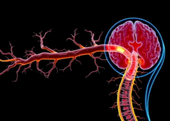 The Spinal Cord Holds the Key to Multiple Sclerosis Disability, and New Imaging Is Finally Catching Up