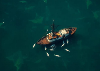 Satellites Can Spot Illegal Fishing, but Vague Laws Let It Slide