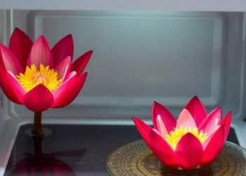 Microwave Drying Preserves Red Water Lily Petal Antioxidants in Minutes Instead of Hours