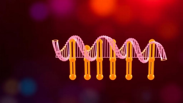 PCR-Only Protein Engineering Platform Skips Bacteria and Builds Better Biosensors in a Day