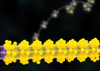 How the cell builds its membrane proteins: new view of the EMC-bound translocon