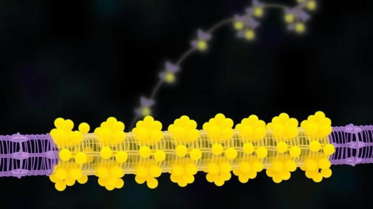 How the cell builds its membrane proteins: new view of the EMC-bound translocon