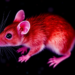 Standardized Mouse Dissection Protocols Aim to Fix a Reproducibility Crisis in Neuroscience