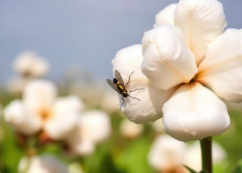 Late Planting and Excess Nitrogen Supercharge Cotton’s Worst Whitefly Outbreaks
