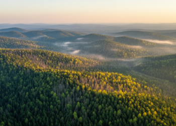 East Asia’s Forests Are Losing Their Appetite for Carbon Dioxide