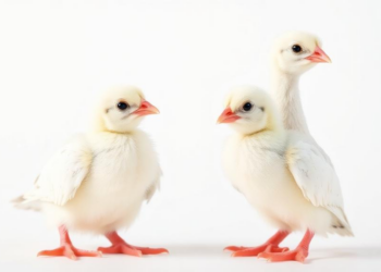 Kefir Fails to Rescue Growth of Hand-Reared Pigeon Chicks, Study Finds
