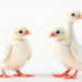 Kefir Fails to Rescue Growth of Hand-Reared Pigeon Chicks, Study Finds
