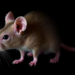 Senolytic Drugs and Aerobic Exercise Each Rejuvenate the Aging Mouse Heart