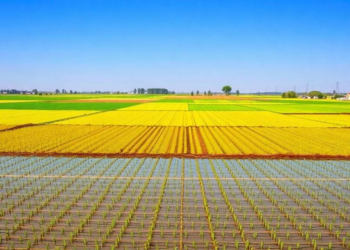 Mapping China’s Cropland: Where Resting Fields Could Heal Land Without Cutting Harvests