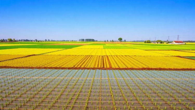 Mapping China’s Cropland: Where Resting Fields Could Heal Land Without Cutting Harvests