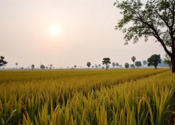 Satellites and Farmers Join Forces to Track Drought’s Toll on Nigeria’s Rice Harvests